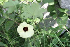 Hibiscus vitifolius